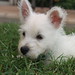 Shelly Wyatt Photo 35