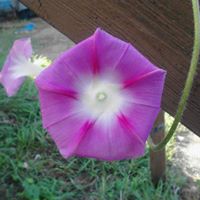 Christy Howell Photo 19