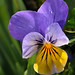 Viola Cook Photo 25