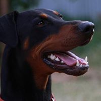 Ron Summers Photo 30