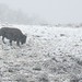 Kelly Snow Photo 11
