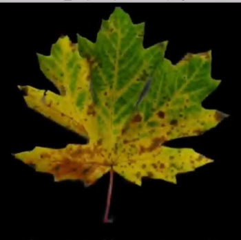 Dorothy Abbott Photo 31 Dorothy Abbott Photo 31