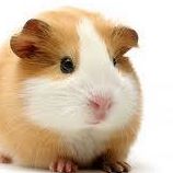 Greg Stuart Photo 10