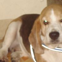 Gerard Benjamin Photo 8