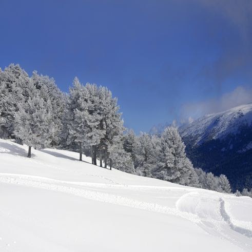 Cindy Mullins Photo 16