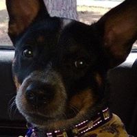 David Colter Photo 14