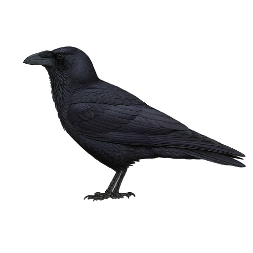 Andrew Peters Photo 18