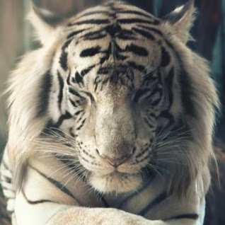 Deborah Wright Photo 12