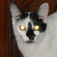 Traci Bradley Photo 26