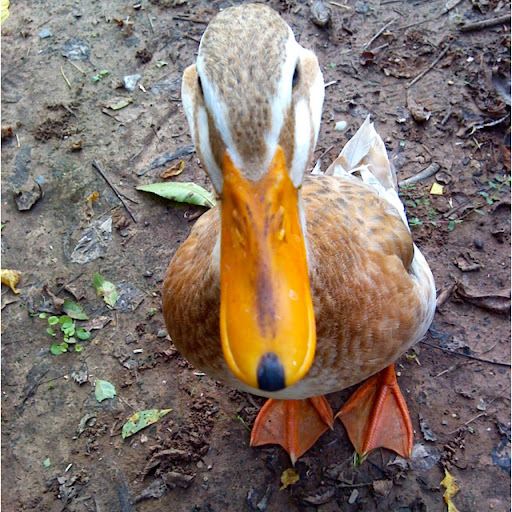 Deborah Mitchell Photo 44