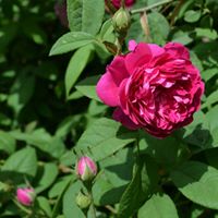 Joyce Greenway Photo 10