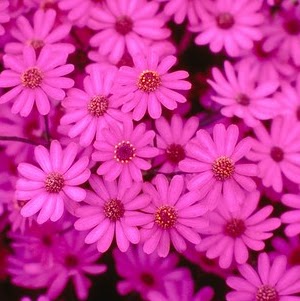 Catherine Rose Photo 16