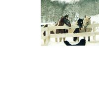 Shirley Pruitt Photo 16