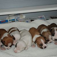 Sharon Biddle Photo 14