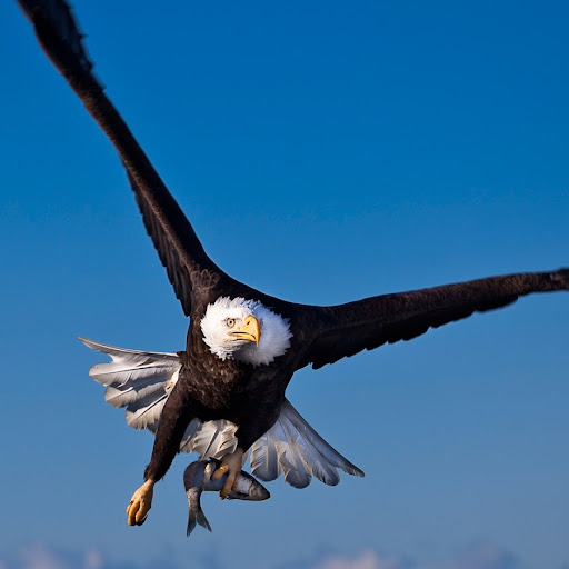 Charles Keys Photo 30