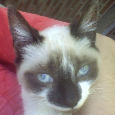 Julian Peralta Photo 9