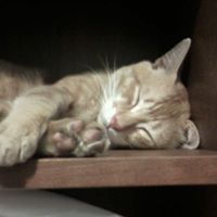 Josephine Chen Photo 29