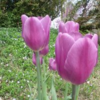 Joyce Gillespie Photo 26