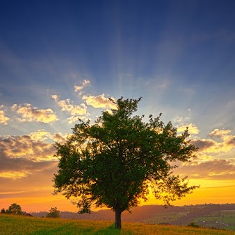 Sue Douglas Photo 12