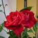 Rosa Rosse Photo 6