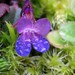 Mary Dew Photo 32