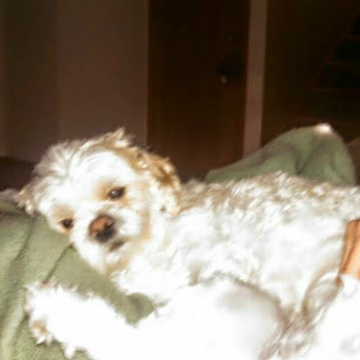 Richard Bollinger Photo 29