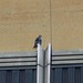 Paul Falco Photo 8