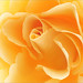 Rose Flowers Photo 26