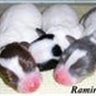 Tracey Ramirez Photo 3