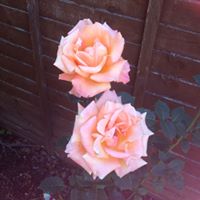 Susan Hutchings Photo 26