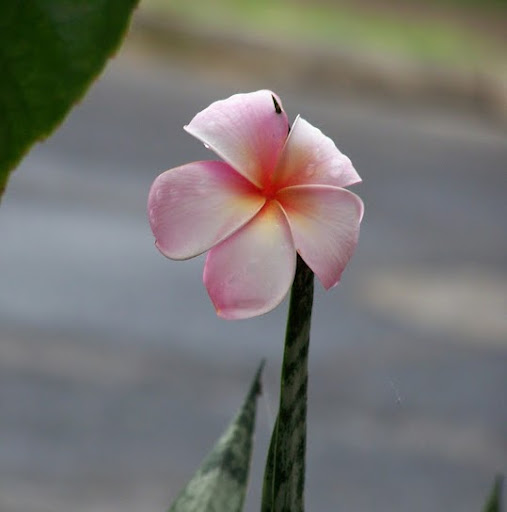 Penny Davis Photo 25