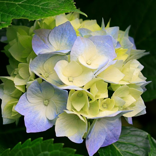 Albert Samuels Photo 21