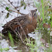 Virginia Browning Photo 16