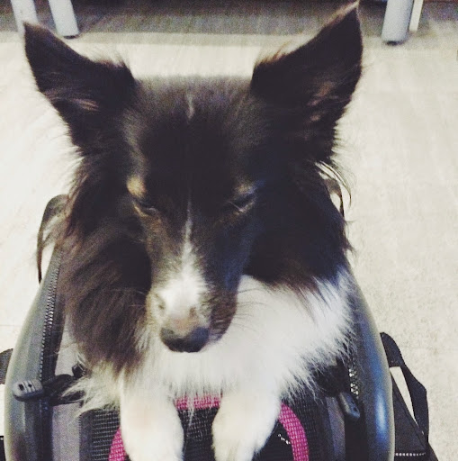 Elizabeth Ho Photo 46