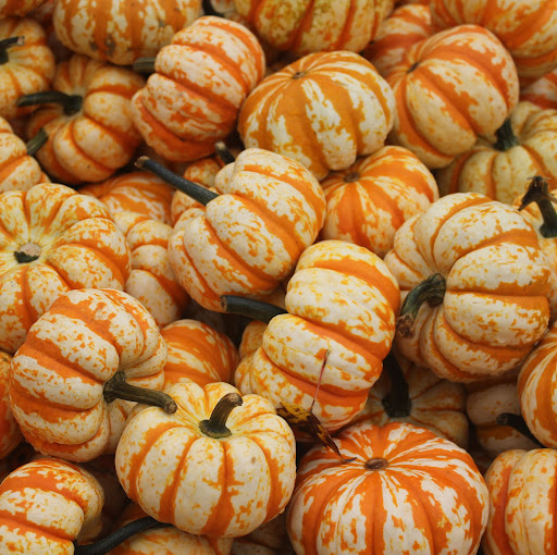 Angela Cormier Photo 15