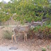 Barbara Deer Photo 6