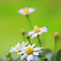 Daisy Joseph Photo 8