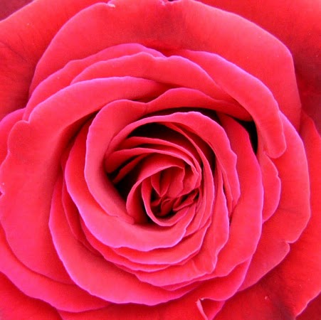 Rose Todd Photo 30