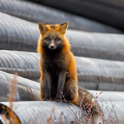 Charles Thornton Photo 16