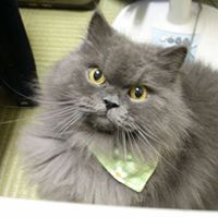 Yucheng Tang Photo 5