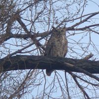 Jennifer Lingo Photo 5