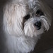 Mark Rich Photo 38