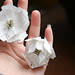 Sara Nesson Photo 9