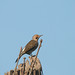 Robert Flicker Photo 16
