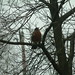 Robin Spring Photo 24