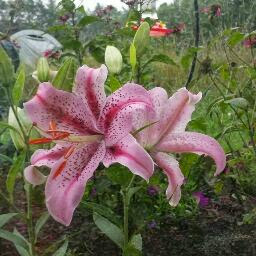 Barbara Krause Photo 27