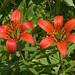Lily Brown Photo 43