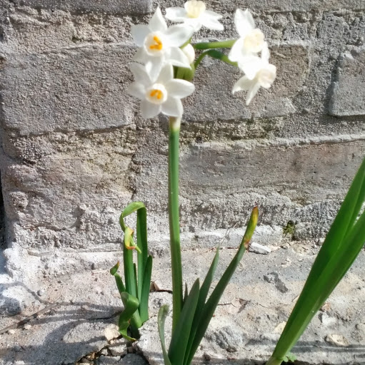 Alice Beard Photo 10