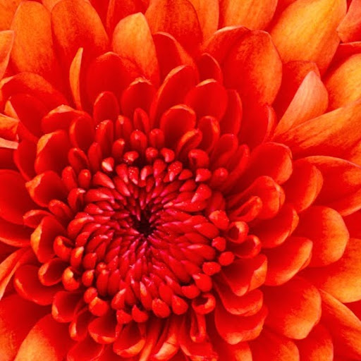 Anna Swan Photo 8 Anna Swan Photo 8