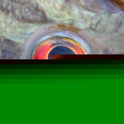 Colin Carpenter Photo 15